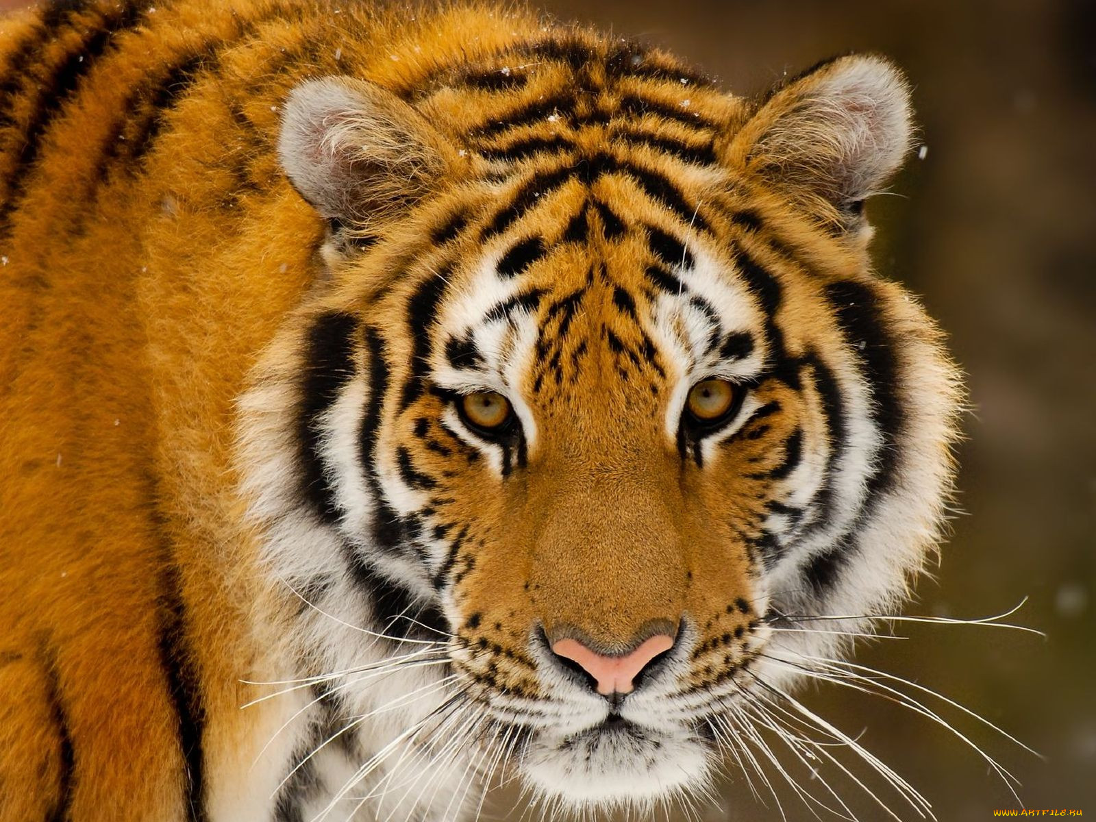 , 